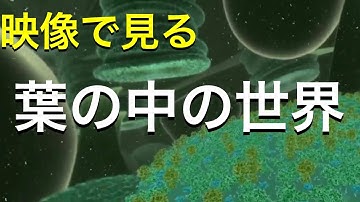 【生物】葉の中の世界がすごかった