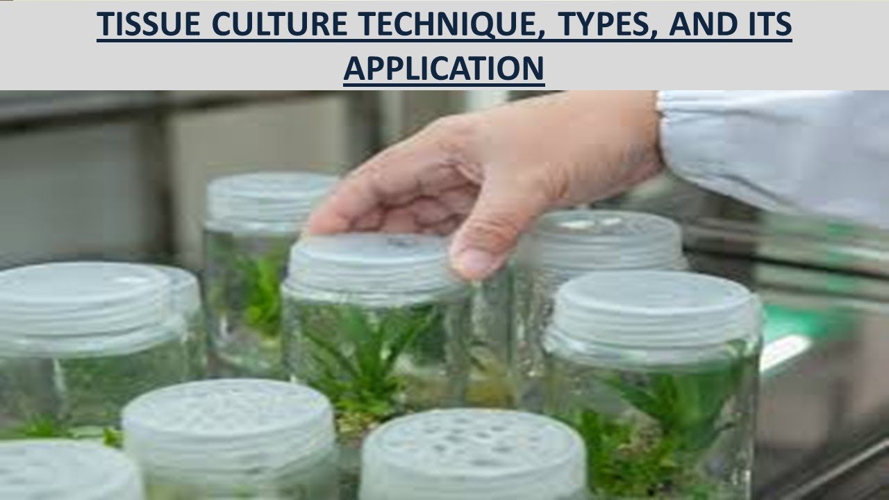 TISSUE CULTURE TECHNIQUE FOR PLANT BREEDING YouTube TISSUE CULTURE TECHNIQUE FOR PLANT BREEDING YouTube