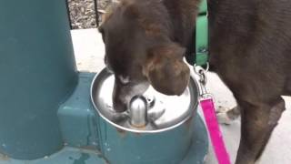 Tucker, A 11 Year Old Lab Retriever Mix Available For Adoption At The Wisconsin Humane Society