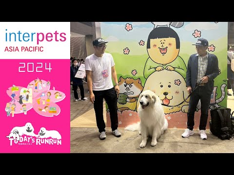 【インターペット2024】まめきちまめこ展へ行ったアランです　Great Pyrenees　グレートピレニーズ