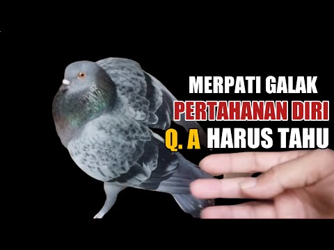 Video: Akankah merpati menyerang manusia?