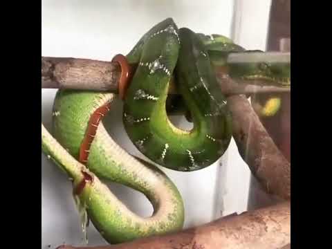 Bir yılanın doğum anı
