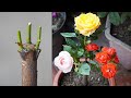 Simple but unique tips for growing roses by gafting  how to grow roses at home