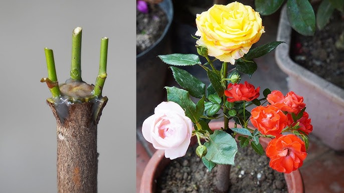 How to Grow Roses from Cuttings Off Your Favorite Varieties