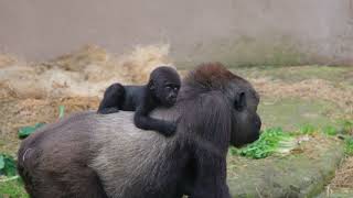 Jameela and the Troop enjoying spring outside! Resimi