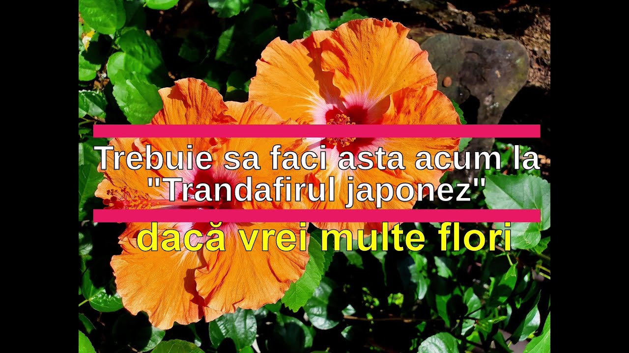 Daca ai Trandafir ”japonez” este obligatoriu sa faci asta!