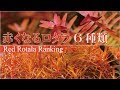 [最も好ましい] ロタラ hra 赤くならない 976927-ロタラ hra 赤くならない