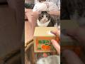 No more cat in this house, human!😾 #jealousy #cat #catlovers #funnycats