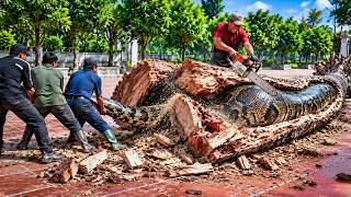 TIMELAPSE | Harvesting a giant 250kg python from inside a tree trunk | brave hunter enjoys himself