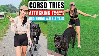 Corso Tries To ATTACK Them! Dog Squad Walk & Talk