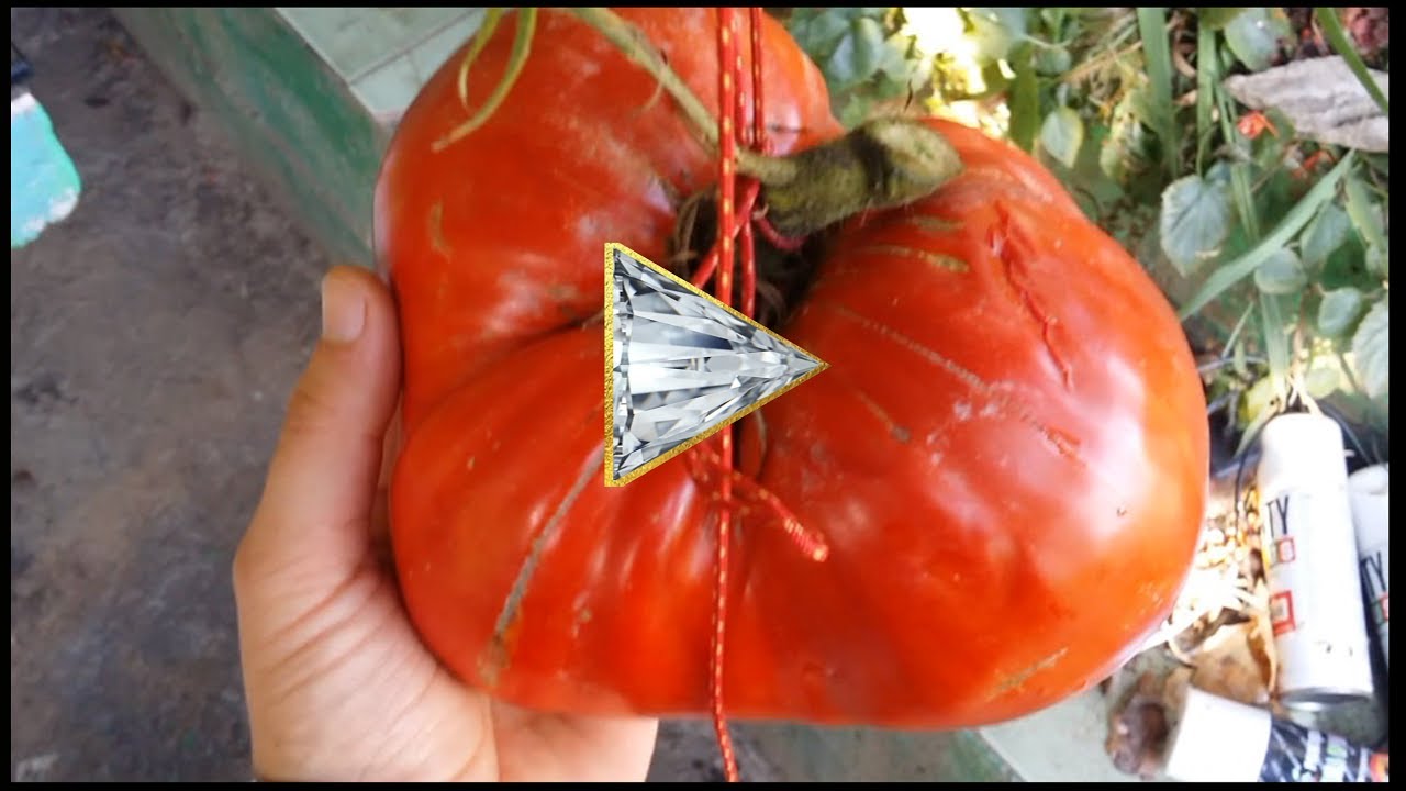 GIANT TOMATO