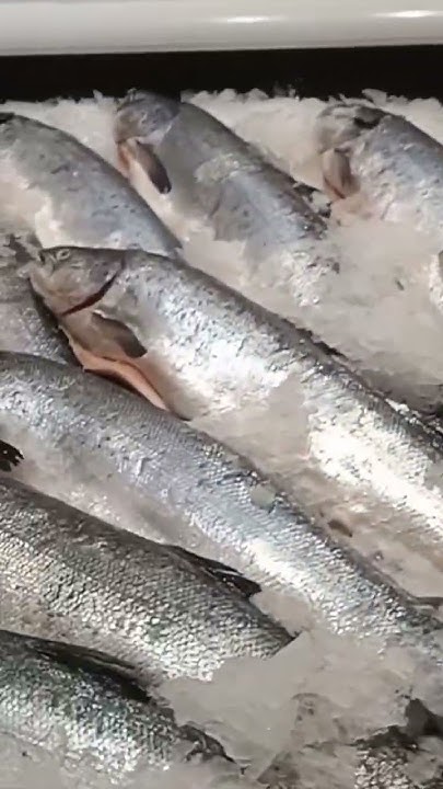 #форель #семга #цена #харьков - YouTube