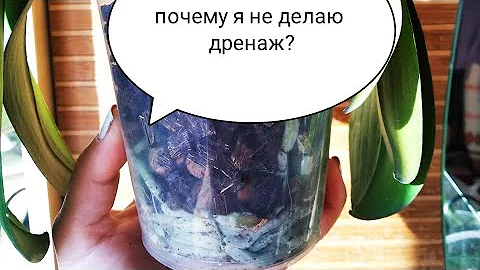 Дренаж, Для Чего Он Нужен Зачем Дренаж Орхидеям Фаленопсисам
