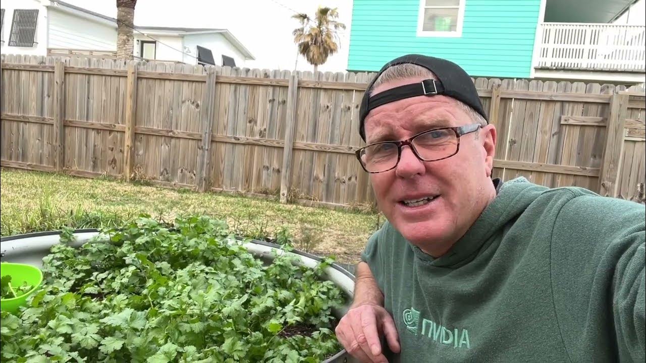 Cruiser Cilantro from Johnny's Selected Seeds YouTube