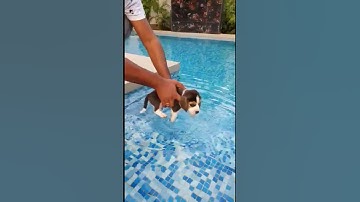 Baby beagle