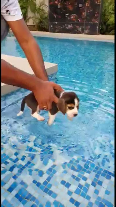 Baby beagle's first day of swimming