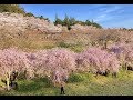 Cherry Blossom Festival 2019 - Hill Hitachi Fudoki 常陸風土記の丘さくらまつり 2019