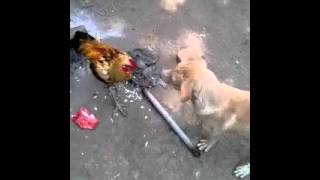 A Dog and Cock Fighting