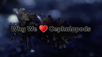 Why We Love Cephalopods