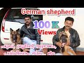 GERMAN SHEPHERD A-Z കാര്യങ്ങൾ  | ജർമൻ ഷെഫേർഡ് നിങ്ങൾ അറിയേണ്ടിയ ഫുൾ ഇൻഫർമേഷൻ| Dog Farming MALAYALAM.