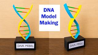 dna model science project for exhibition - diy -  using cardboard | dna structure |  DIY pandit