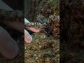Getting an octopus to shake his hand!