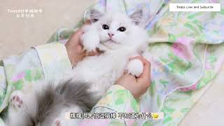 Spoiling my Cats and Kittens by Fairy Elf Dolls 1,867 views 1 year ago 10 minutes, 10 seconds