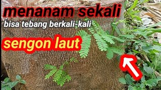 satu kali tanam bisa tebang berkali-kali pohon sengon laut‼️cara agar tunas baru dapat tumbuh