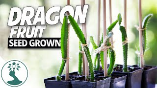 Growing Dragon Fruit Plant From Seeds  Time to Repot And Give Them a Trellis! |  Dragon Fruit Plant