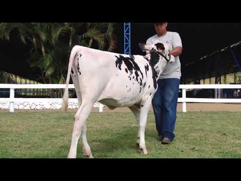 LOTE 37   TRADIÇÃO DA BOCAINA   178