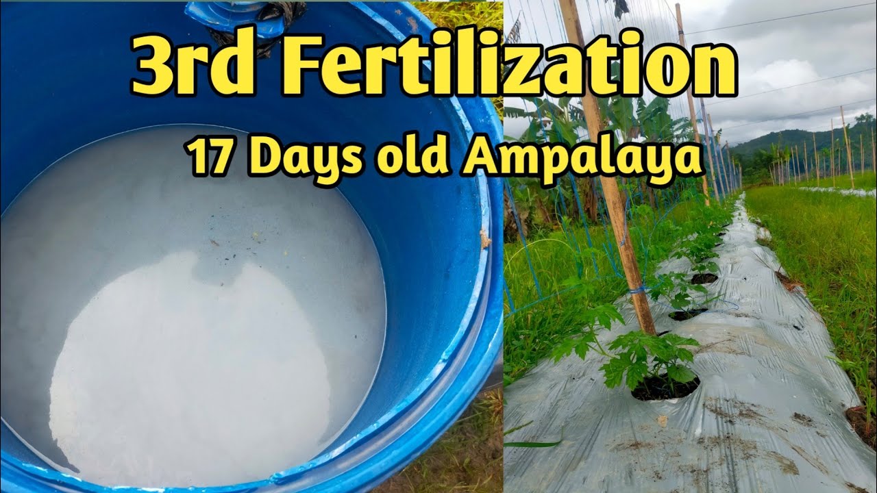 IKATLONG ABONO NG AMPALAYA || 17 Days Old