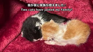 新しい子猫たちを保護したけど、未熟児で危ない状態。。。 by マンチカンズTV - Munchkins' TV - 3,380 views 3 years ago 2 minutes, 58 seconds