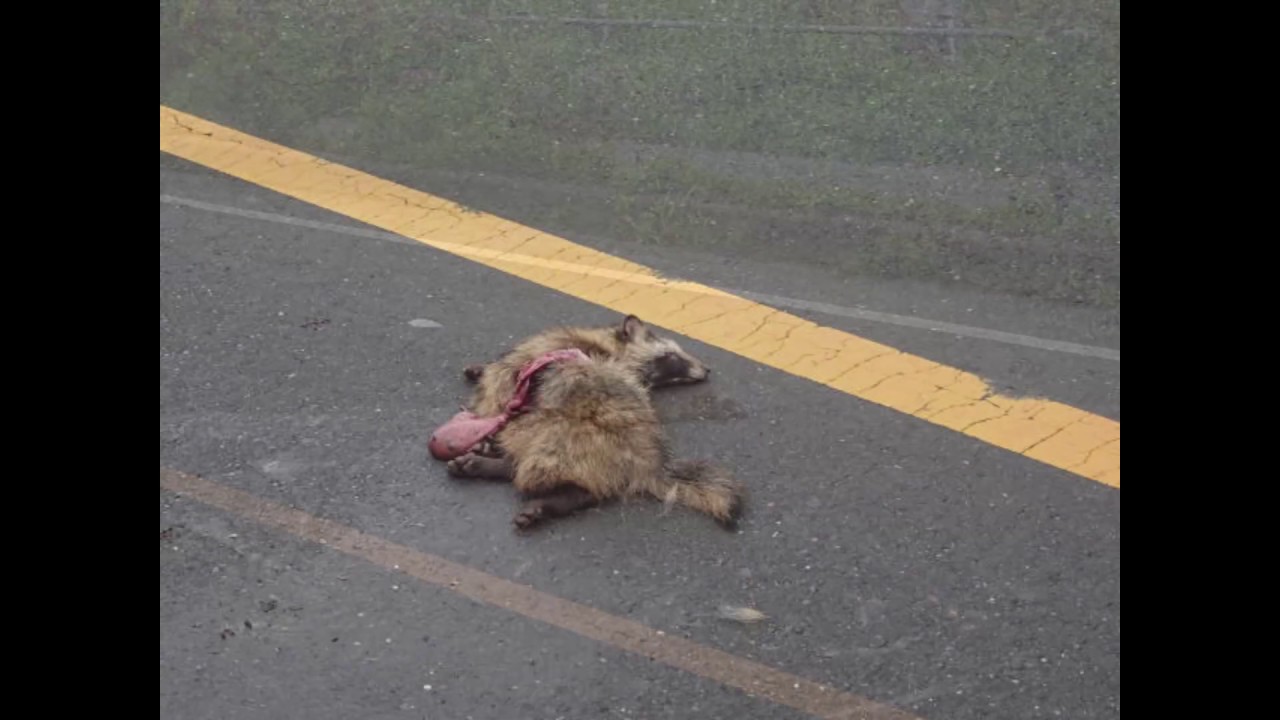 野生動物の交通事故死 ～ ROAD KILL YouTube