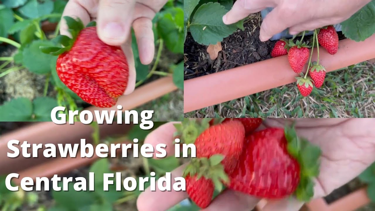 How To Grow Strawberries In Orlando Florida Zone 9b Big Harvest In 