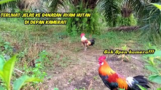 MIKAT AYAM HUTAN PAKAI PIKAT BULU UNIK CEPAT TERGODA