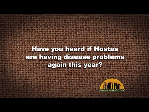 Video: Hostas dienvidu pūtītes sēne - Hostas slimības ārstēšana