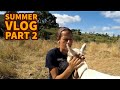 Summer in Portugal PART 2 Wasp trapping experiment, piñata smashing and land clearing with goats
