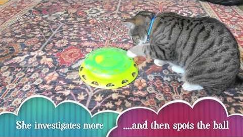 Petstages Catnip Chaser
