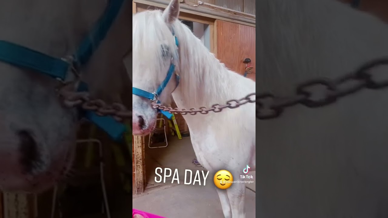 Aftermath of grooming grey horse🦄 