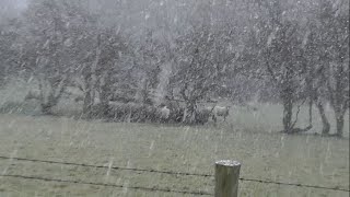 Sun, Snow And Sheep - From Glorious Sunshine To Blinding Fury Of A Snow-Storm In An Hour