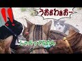 しゃべる野良猫vsベンガル猫5匹と黒猫