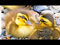カルガモ親子の雛鳥が置き去り迷子で仲良く親鳥を待つ #身近な生き物語 #カルガモ親子 #迷子