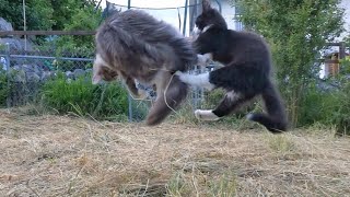 Norwegian Forest Cat: Eddie & Odin from lazy to crazy