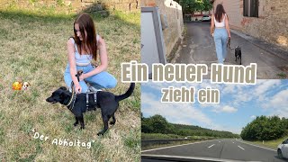 Mein TIERSCHUTZHUND ZIEHT EIN  Abholtag & erste Autofahrt | Zweithund aus dem Tierschutz