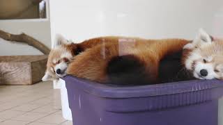 Loofah And Doofah The Red Panda Cubs