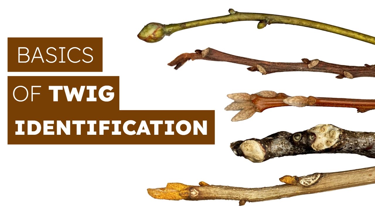 How To Identify Trees By Their Twigs 