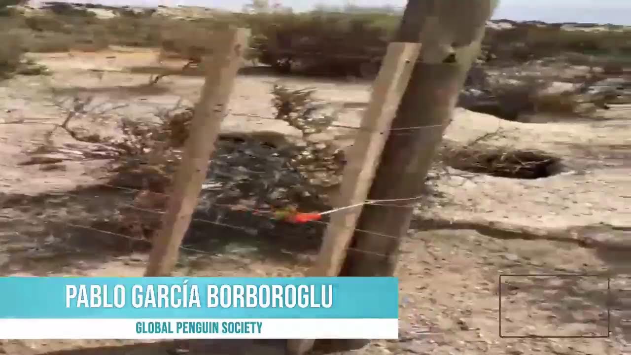 EN VIVO | Pablo García Borboroglu - Investigador y Presidente de Global Penguin Society