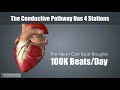 Introduction to the cardiovascular system