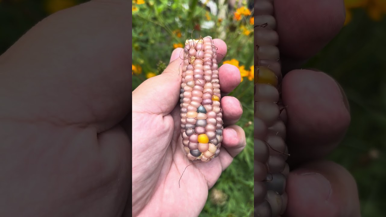 Glass Gem Corn 🌽 💎 #miraculousnature #miraculous #nature #corn #glassgemcorn #popcorn #garden