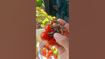tomato harvest #cherrytomato #tomato ##tomatoes #tomato harvest #shortvideo #viralvideo #vloghong...